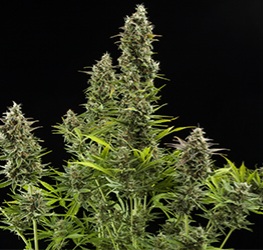 Black Domina x New York Diesel